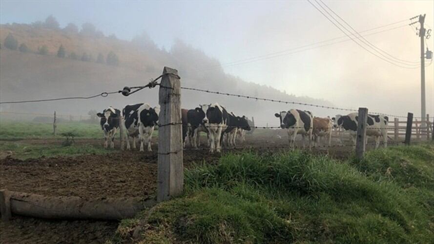 Boyacá tiene 50.000 productores.  Foto: La W
