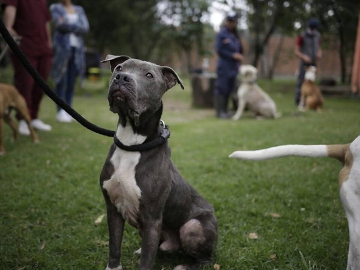 Concejo aprobó el Proyecto de Acuerdo para esterilización de gatos y perros en Bogotá