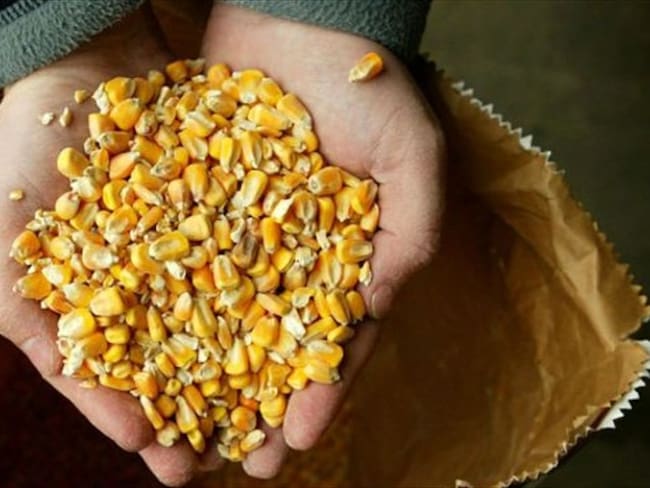 ¿Se zanjará con este informe el debate sobre los efectos de productos transgénicos para la salud?. Foto: Getty / BBC Mundo.