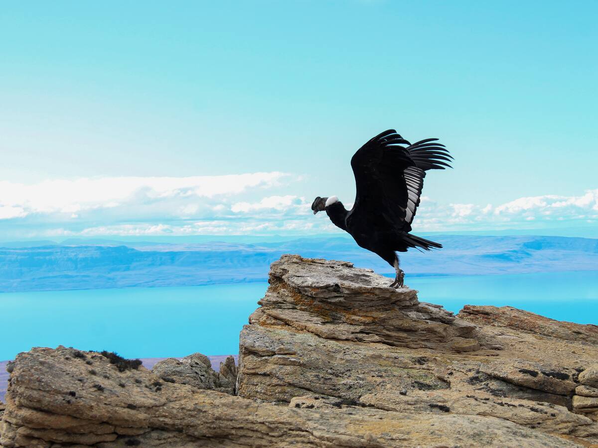 El ave voladora más grande y pesada del mundo habita en particular región de Colombia, ¿en dónde?