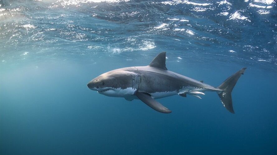 Los tiburones que atacan a surfistas o bañistas tienen una vista tan mala que los científicos han llegado a la conclusión que los confunden con sus presas habituales. Foto: Getty Images