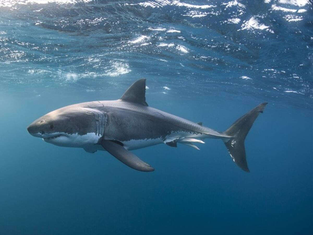 Tiburones confunden a los surfistas con sus presas animales: estudio