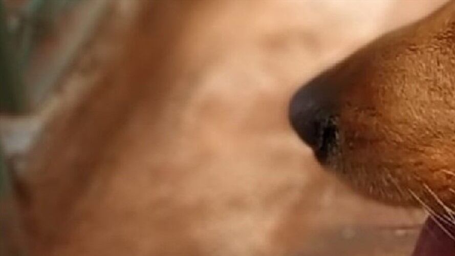 Maltrato animal Santander . Foto: La w.