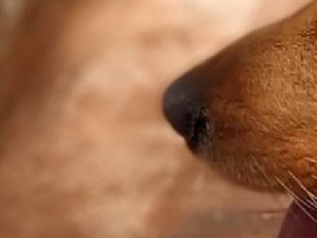 Maltrato animal Santander . Foto: La w.