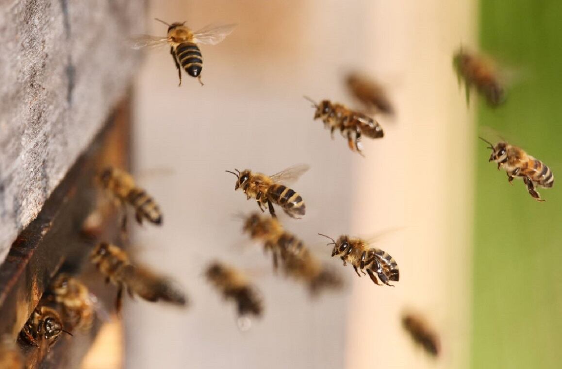 Producción de miel de abejas. Imagen de referencia. Foto: Getty Images