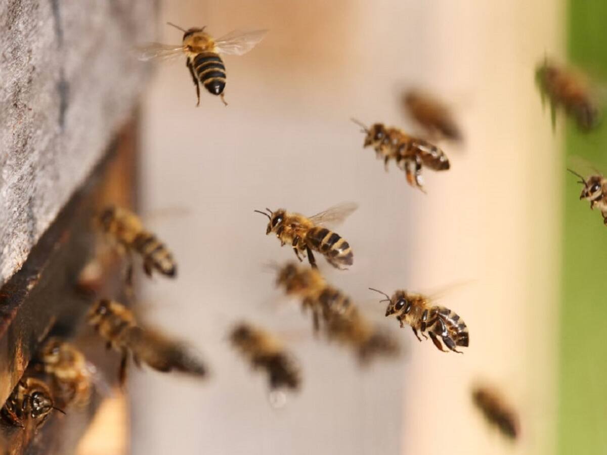 Gobierno rechazó sentencia que protege a las abejas: ¿qué sigue en el proceso?