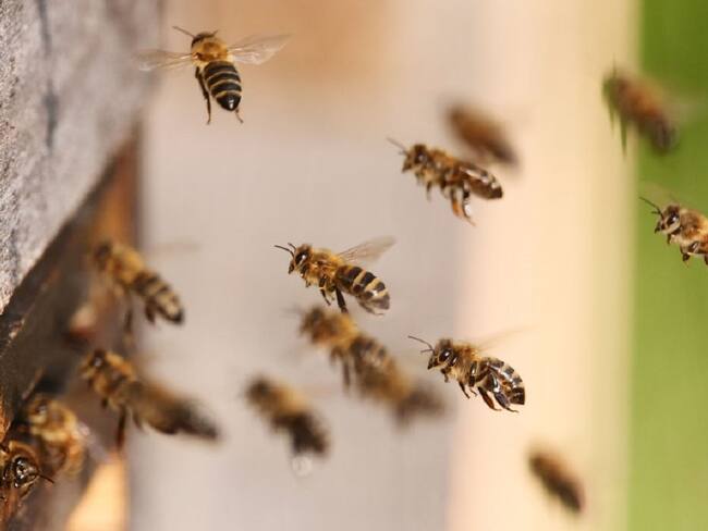 Producción de miel de abejas. Imagen de referencia. Foto: Getty Images