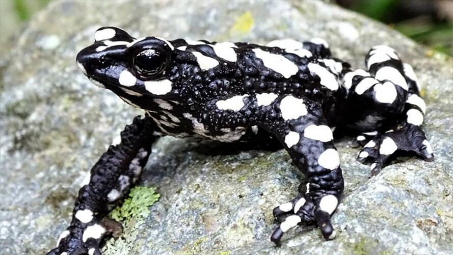 Biólogos del Magdalena redescubren especie de rana arlequín desaparecida desde 1994. Foto: Fundación Atelopus