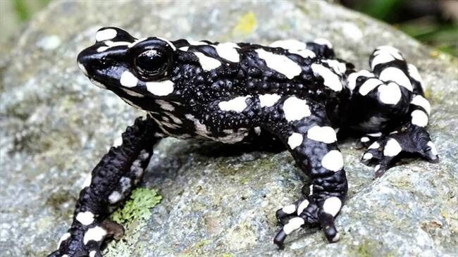 Biólogos del Magdalena redescubren especie de rana arlequín desaparecida desde 1994. Foto: Fundación Atelopus