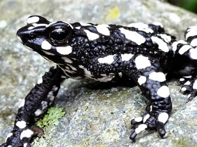 Biólogos del Magdalena redescubren especie de rana arlequín desaparecida desde 1994. Foto: Fundación Atelopus