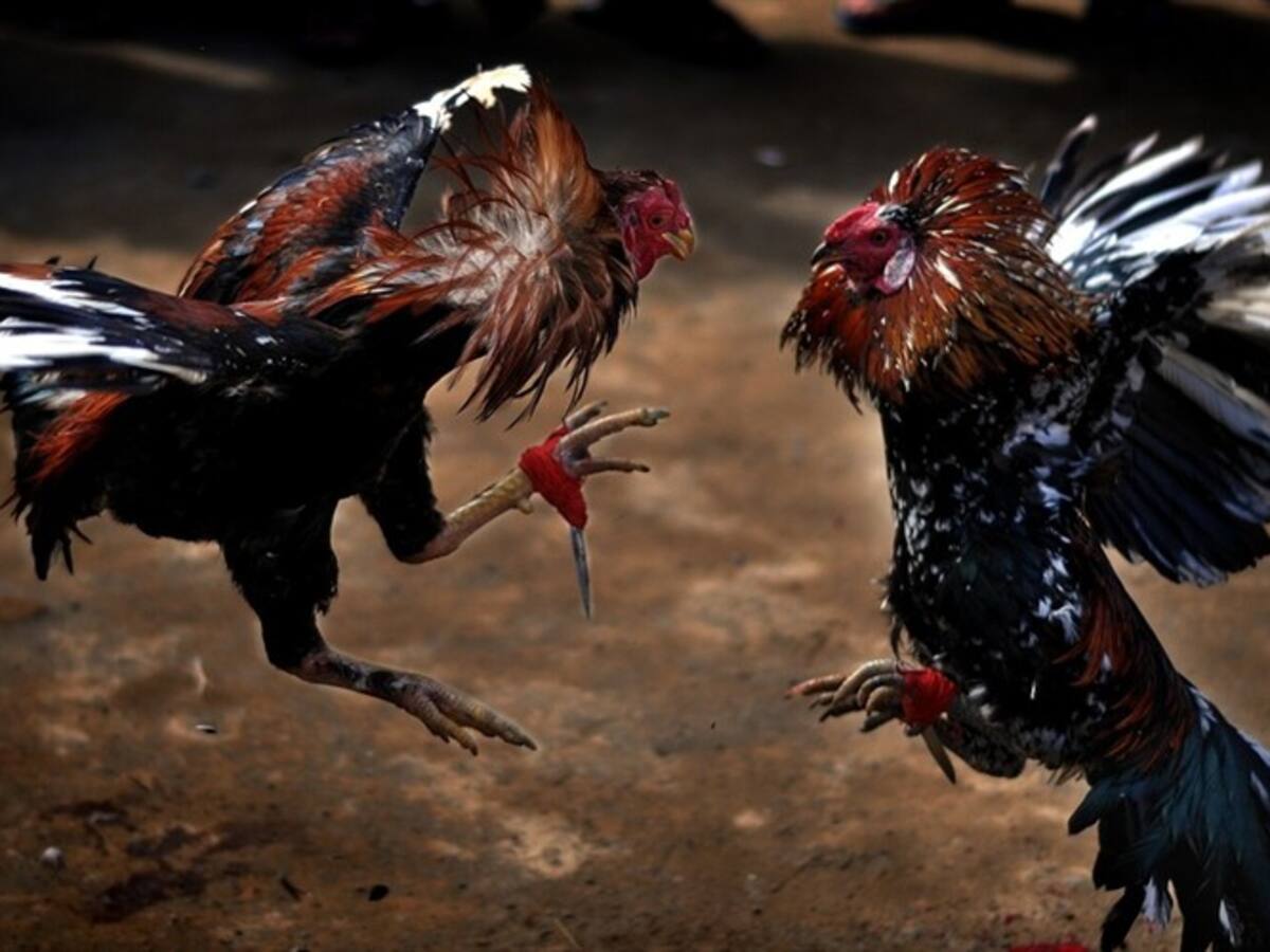 Un gallo de pelea mató a su dueño en la India