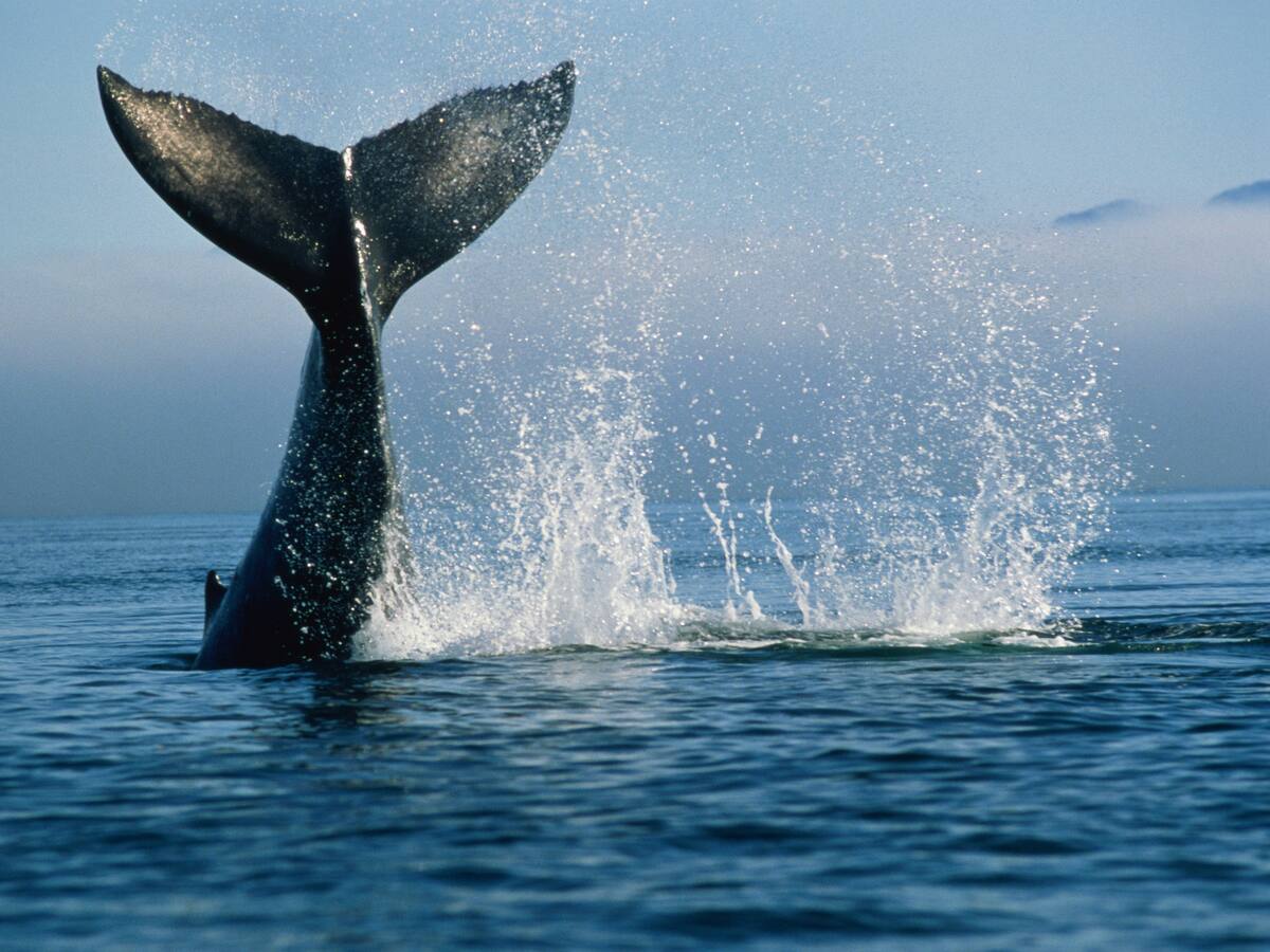 Una de las ballenas más grandes del mundo se encuentra en Colombia: Solo se ve en una época del año
