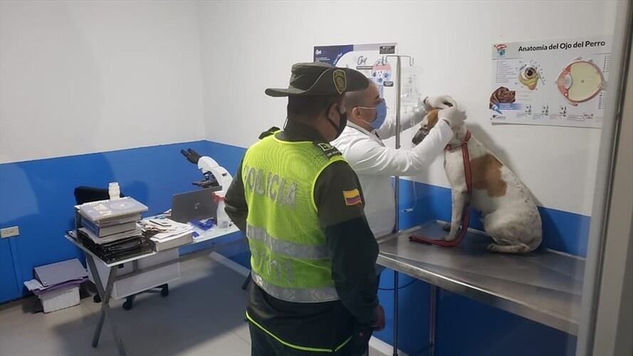 Abren investigación a sujeto que realizó actos sexuales con una perrita en Atlántico. Foto: Colprensa