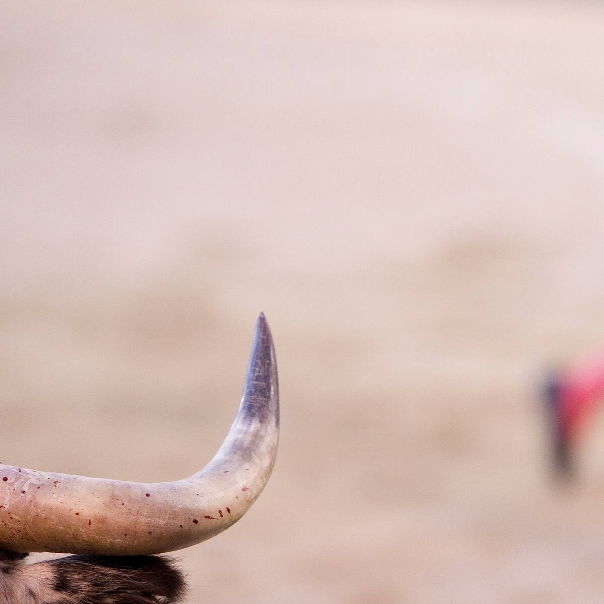 Tauromaquia: ¿En qué países del mundo son legales las corridas de toros?