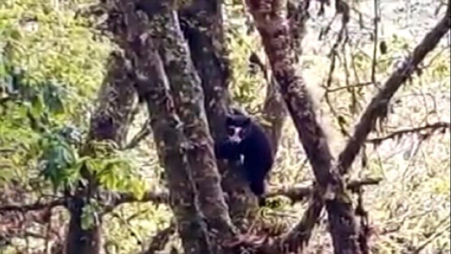 Un habitante de la zona grabó con su celular el momento en el que los dos animales descendían de un árbol . Foto: Cortesía