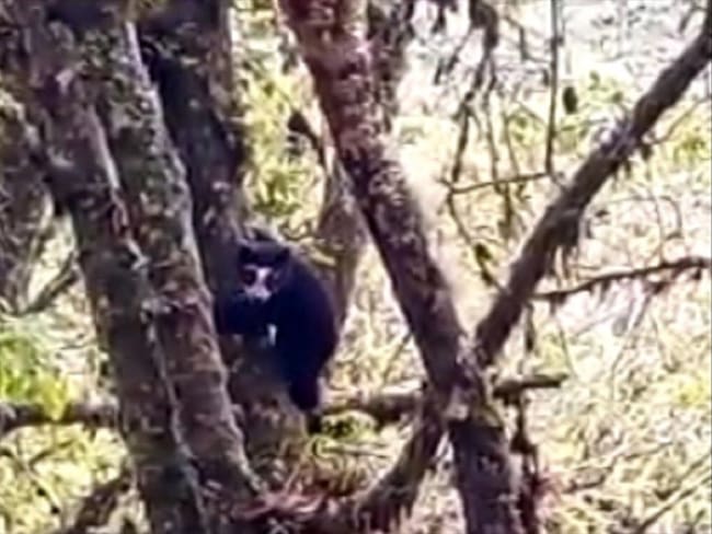 Un habitante de la zona grabó con su celular el momento en el que los dos animales descendían de un árbol . Foto: Cortesía