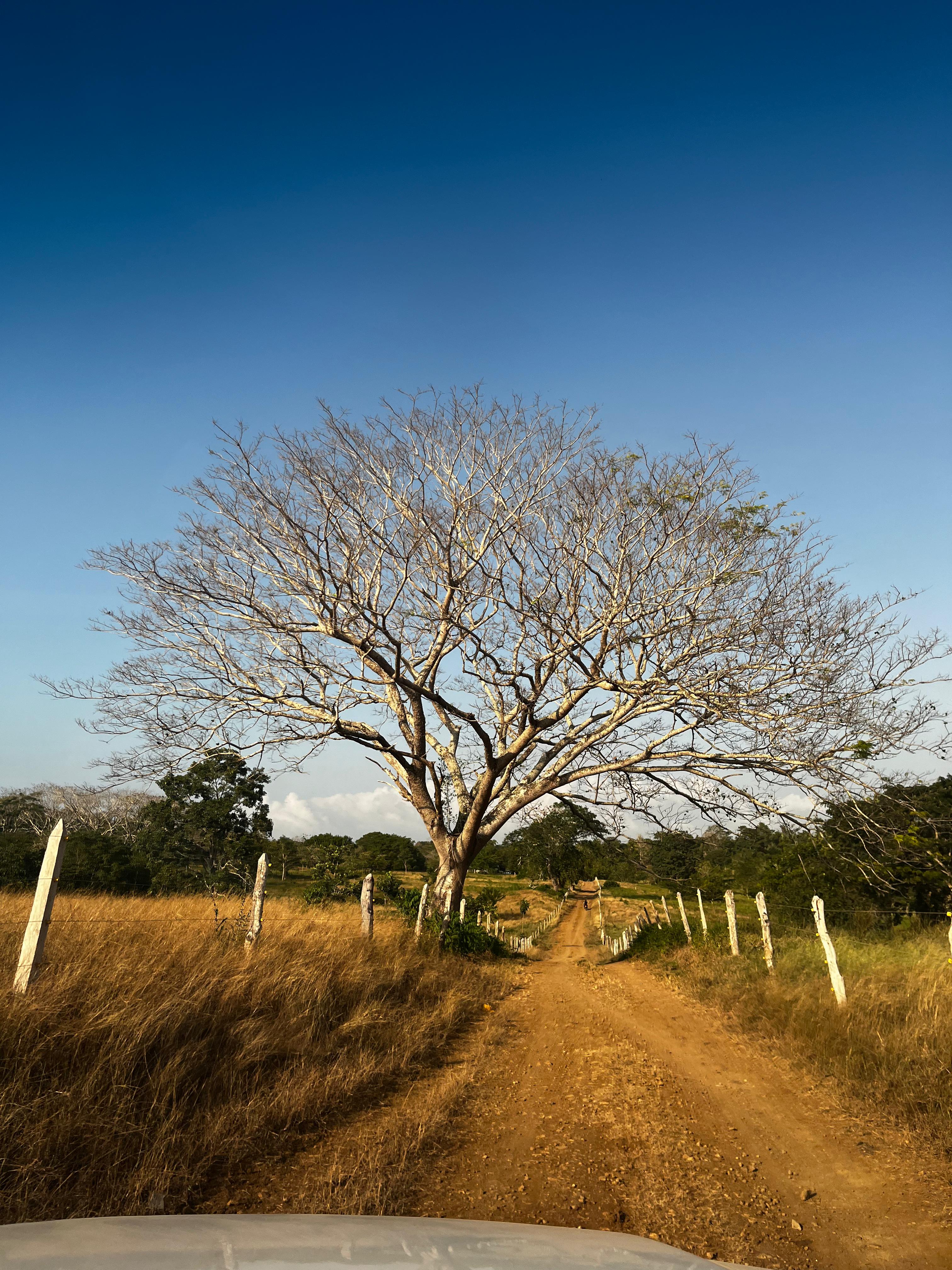 Sequía en Cereté, Córdoba. Foto: prensa Alcaldía de Cereté, Córdoba.