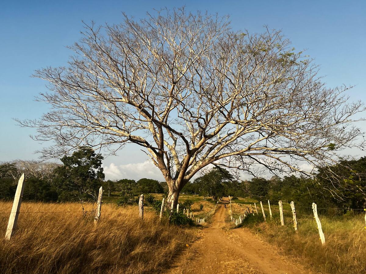 Declaran calamidad pública por sequía en Córdoba