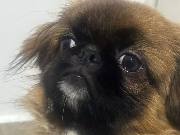 Indignación por muerte de Maxi: un perro que tuvo que viajar en el maletero de un bus. Foto: Cortesía