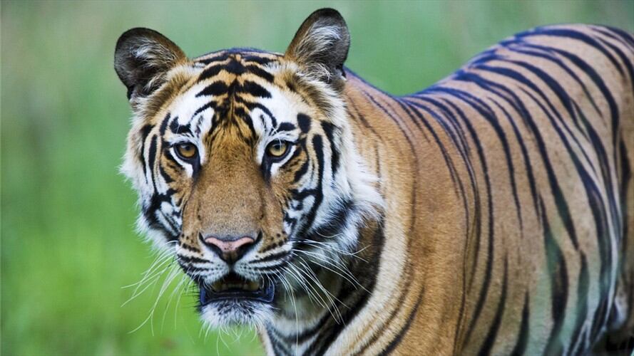 El felino fue visto deambulando por las calles de un exclusivo vecindario de Texas, después que su presunto dueño huyera con él.. Foto: Getty Images. Foto: Getty Images