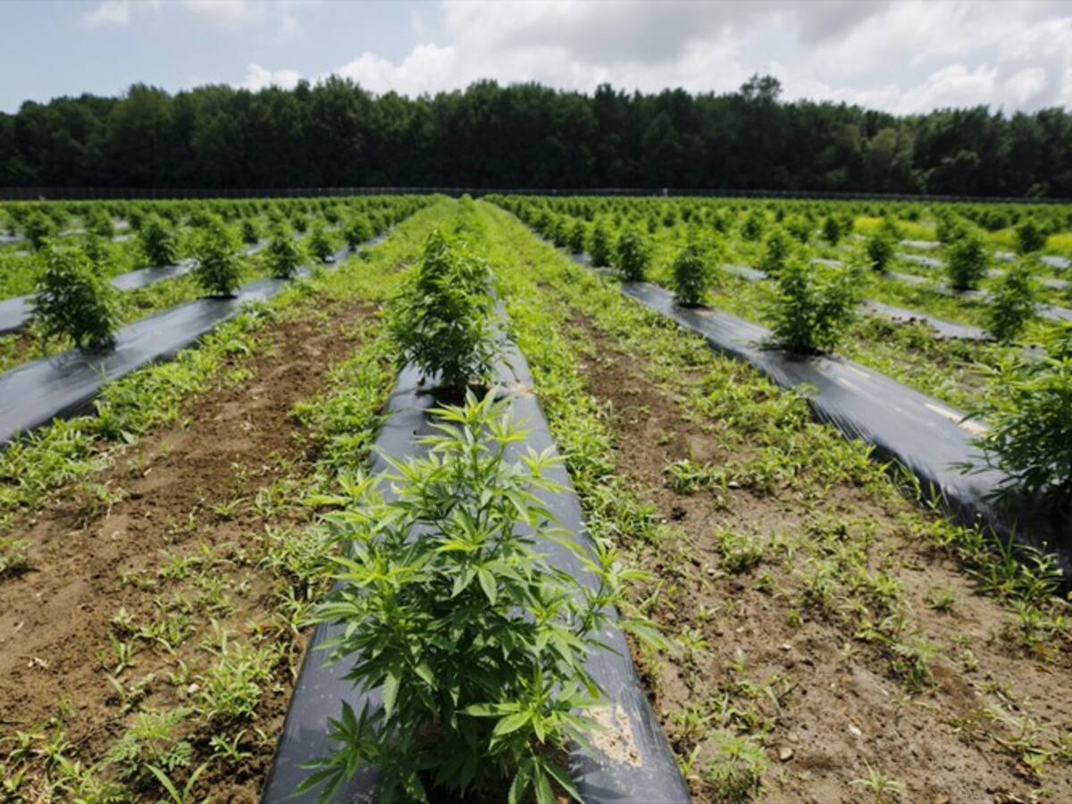 Colombia entra al mercado de ropa hecha con cáñamo de cannabis