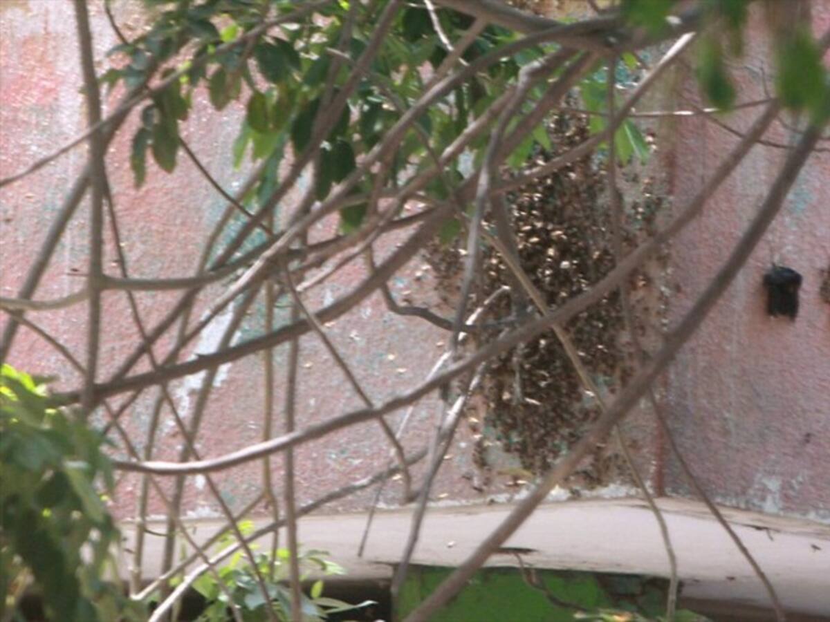 Con pesticidas estarían envenenando abejas en Antioquia