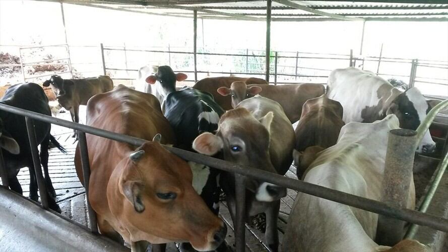 Se Se dio inicio a ciclo de vacunación contra la aftosa en zona fronteriza con Venezuela. Foto: Colprensa