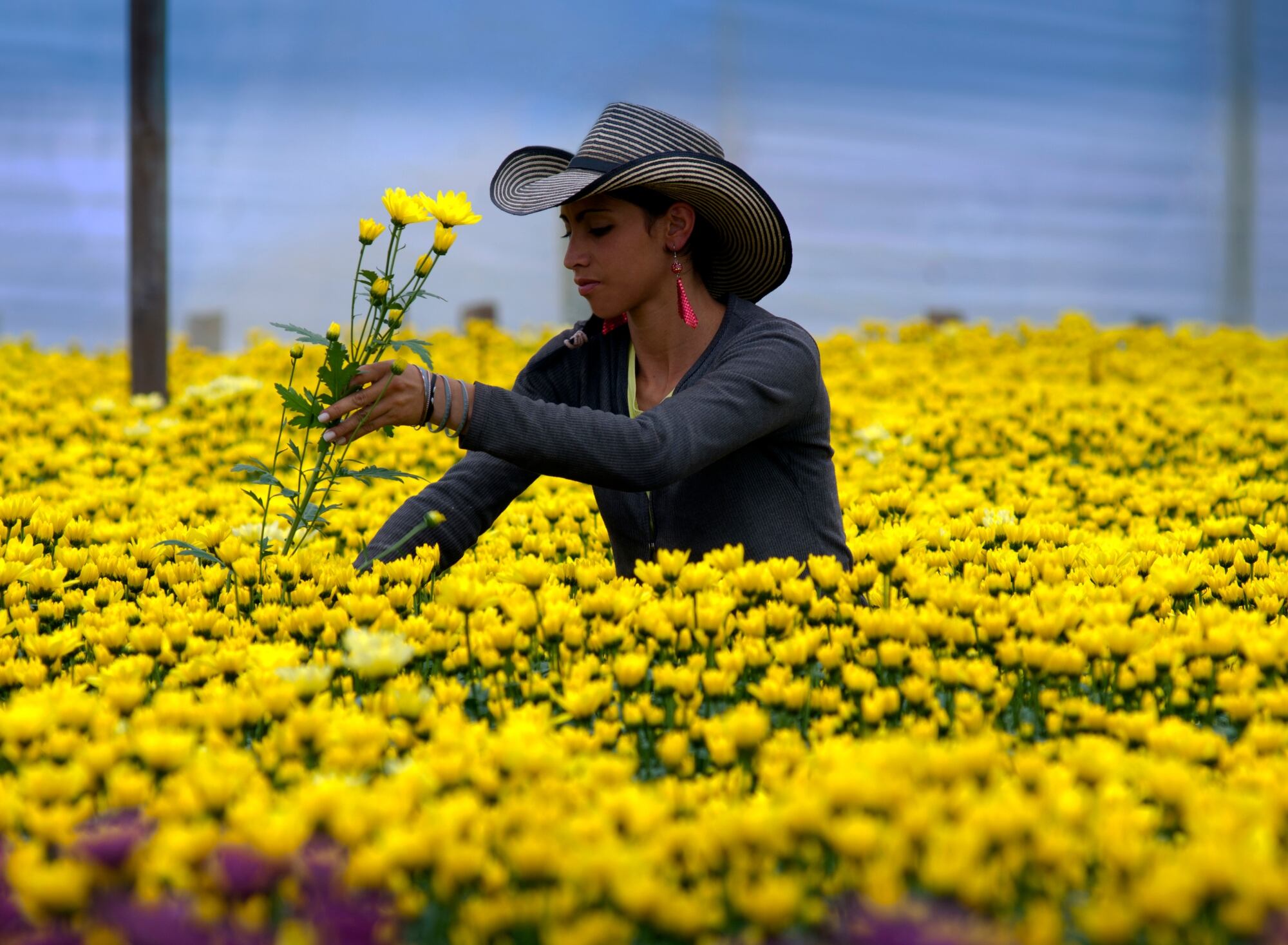 Flores, imagen de referenecia | Foto: GettyImages