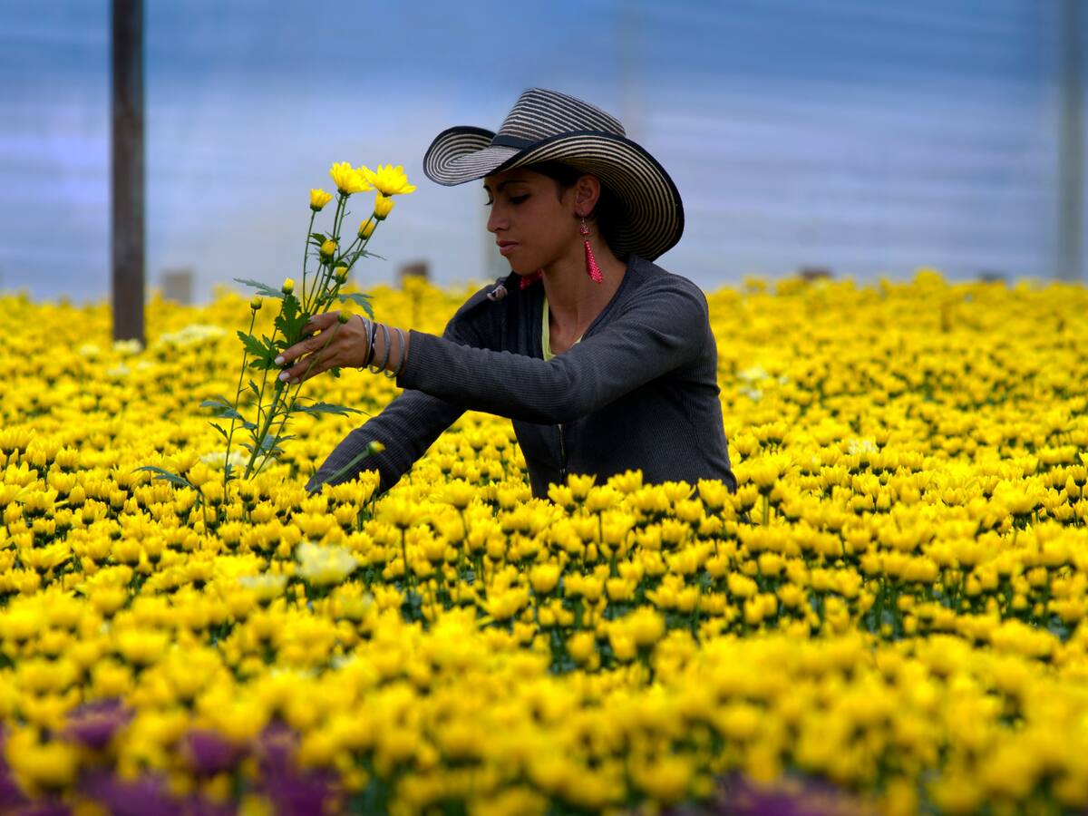 Colombia se consolida como el primer proveedor de flores de Corea del Sur