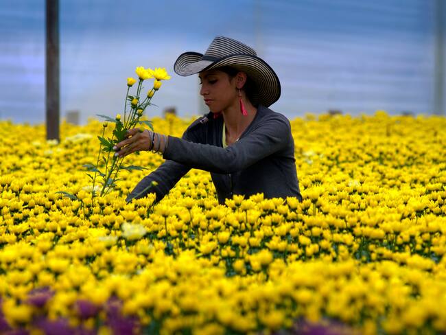 Flores, imagen de referenecia | Foto: GettyImages