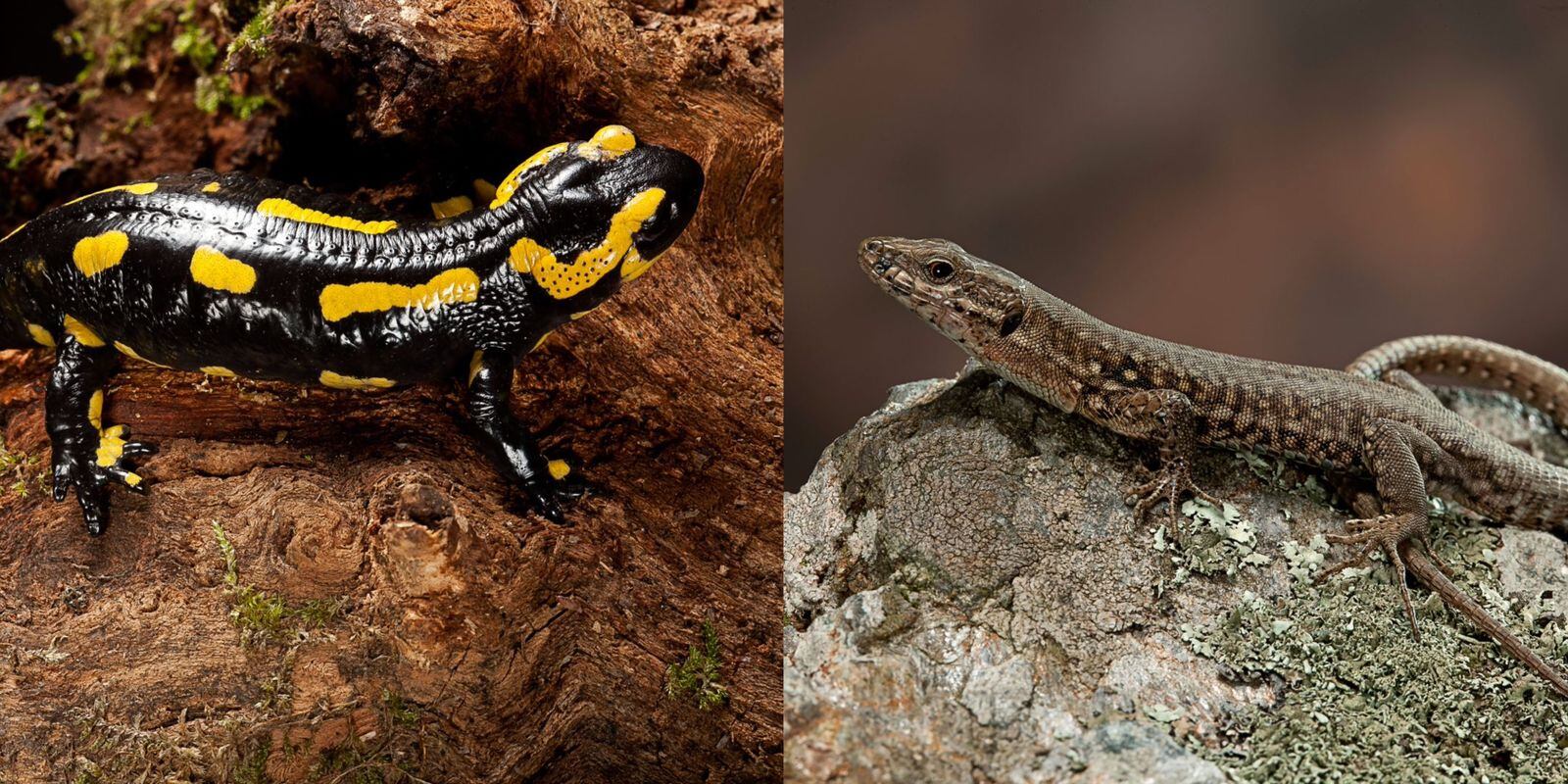 Diferencias de una salamandra y una lagartija