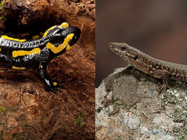 Diferencias de una salamandra y una lagartija