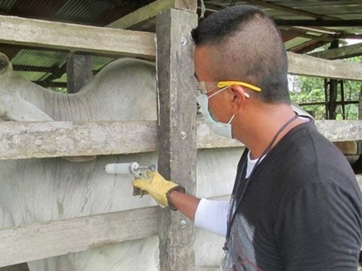 Minagricultura desmiente que en Caparrapi Cundinamarca haya nuevo foco de fiebre aftosa