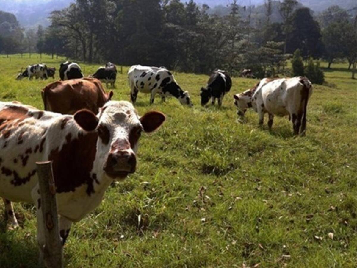 En Boyacá advierten panorama oscuro en sector agropecuario y piden reactivación gradual