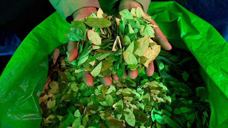Compra de hoja de coca, ¿oportunidad para combatir el narcotráfico o “incentivo perverso”?
