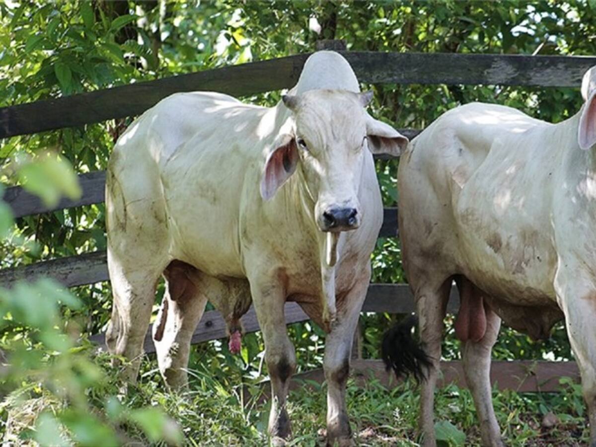 ICA respondió a auditoría que lo deja mal parado en la movilización de ganado