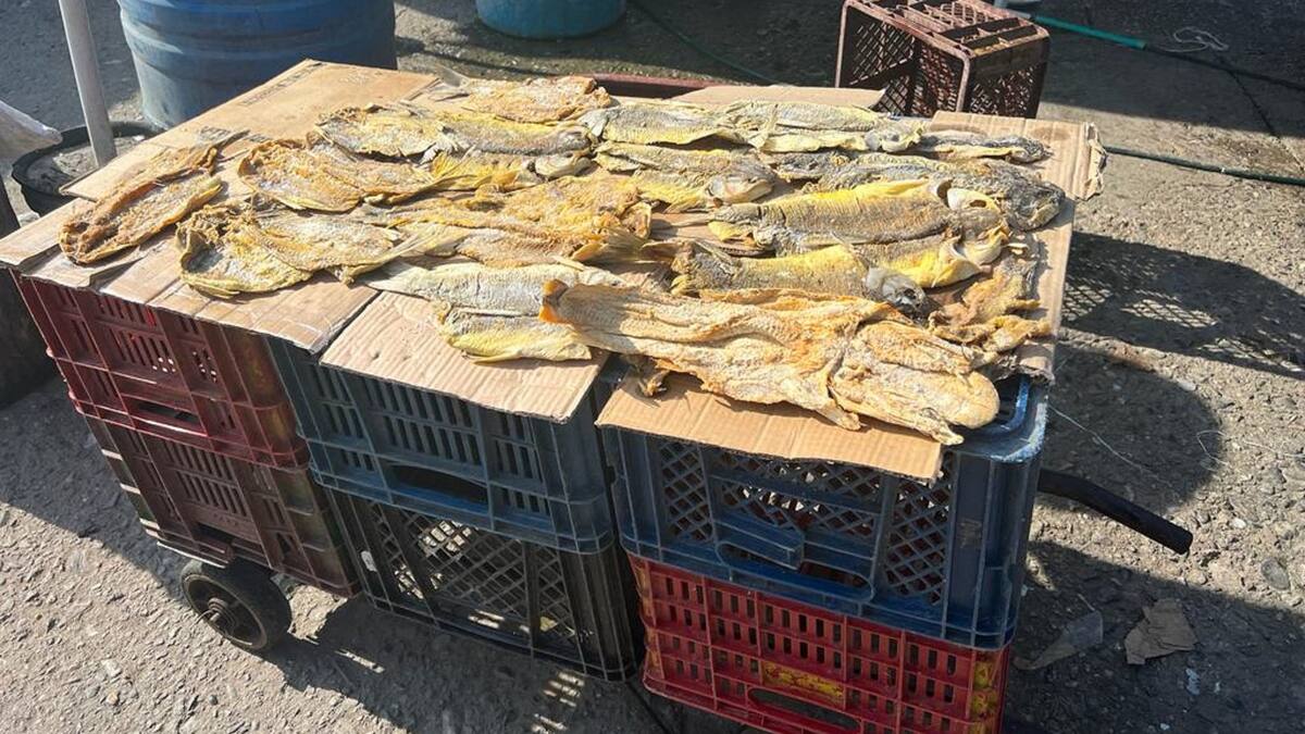 Llegó la subienda de pescado a Puerto Boyacá
