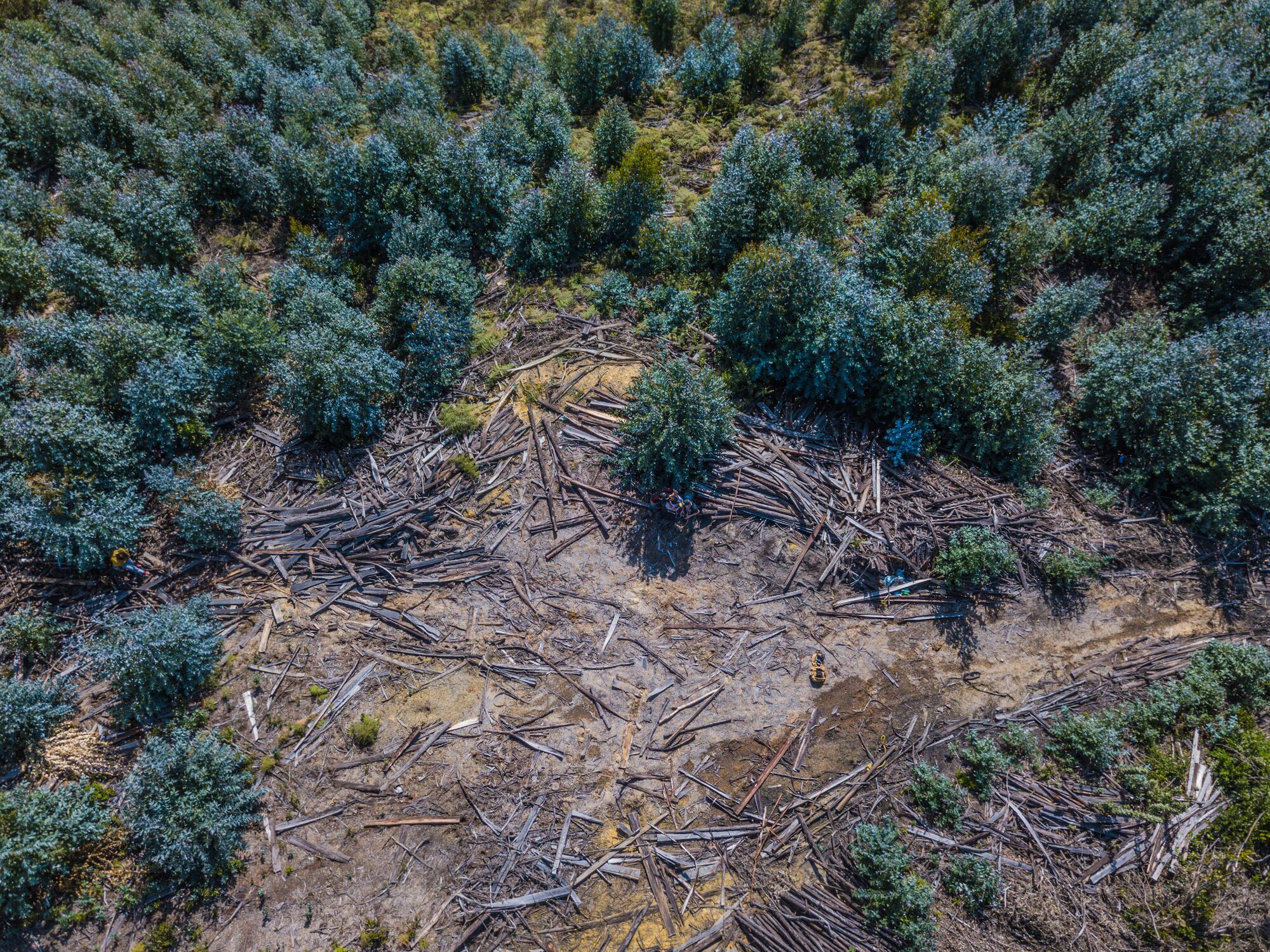 Deforestación Colombia. Foto: GettyImages.
