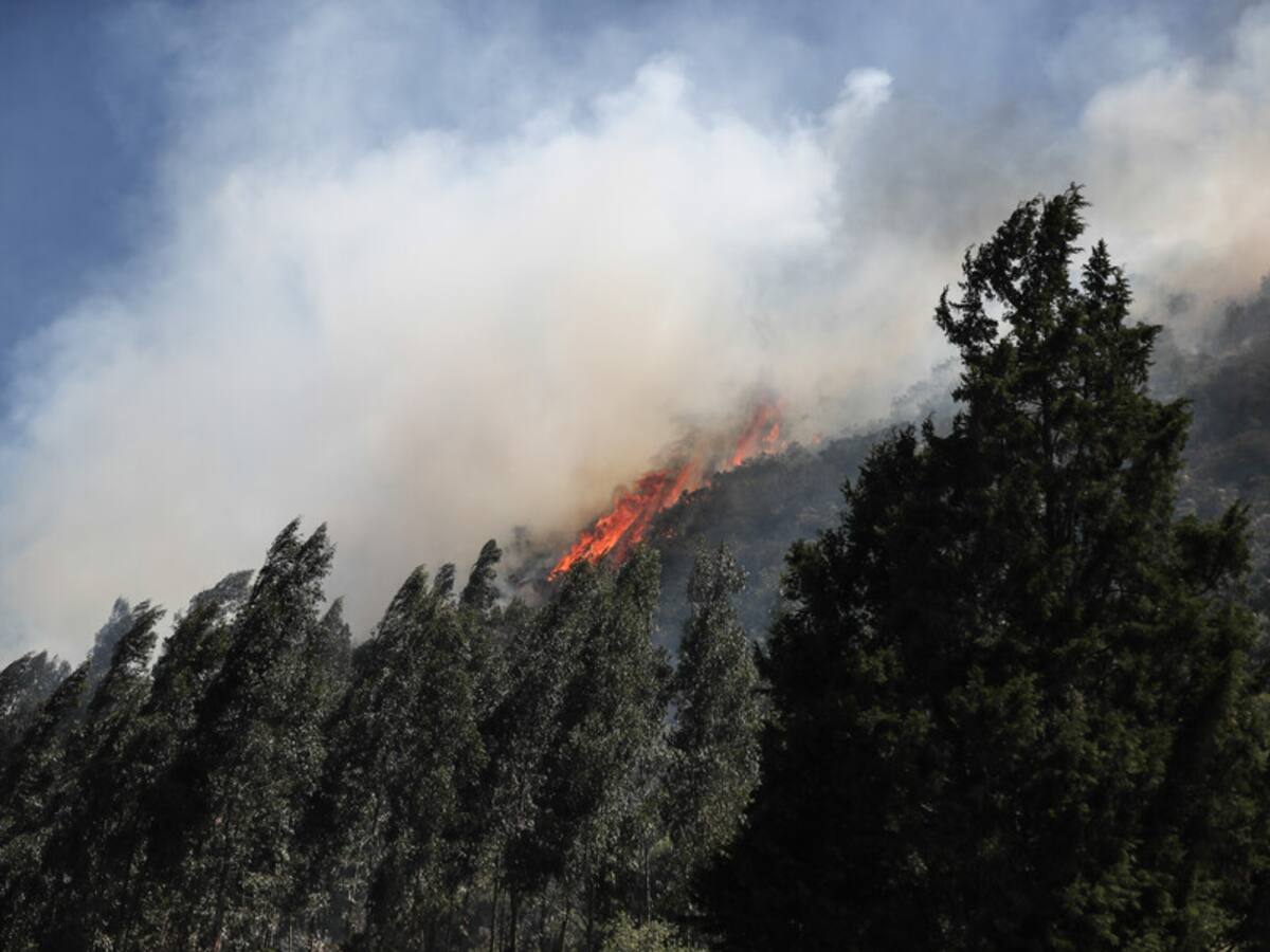 ¿Cuánto puede costar la restauración de los ecosistemas incinerados?