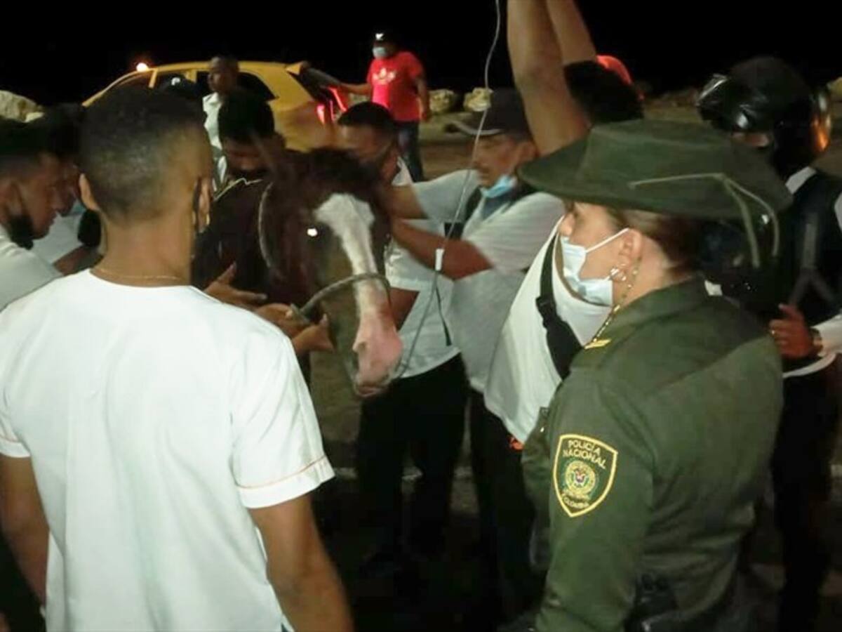Por deshidratación, se desploma un caballo cochero en Cartagena
