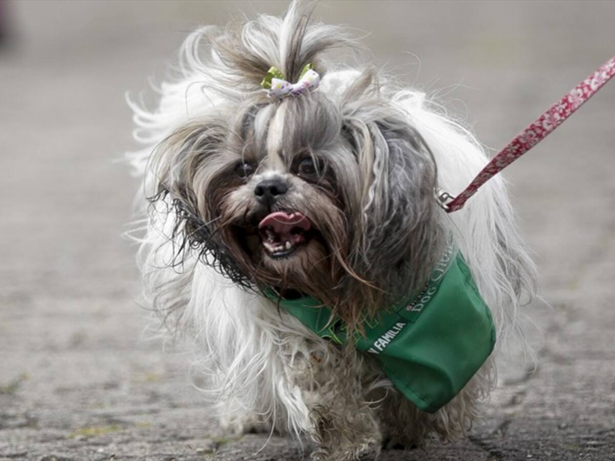 Estos son los beneficios que obtendrá su perro si adquiere una cédula