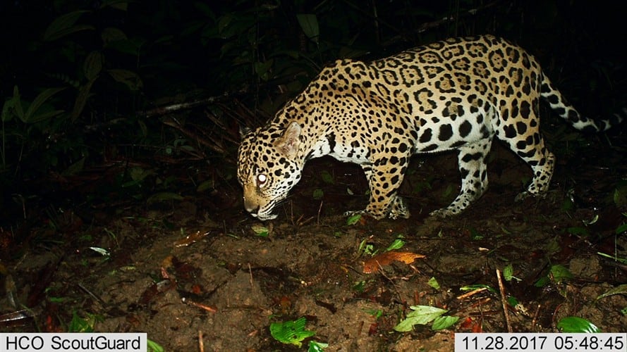 Un estudio de la organización Panthera captó fotografías de jaguares mediante cámaras trampa. De esta forma, logró hacer una estimación del número de jaguares en América.. Foto: Agencia Anadolu