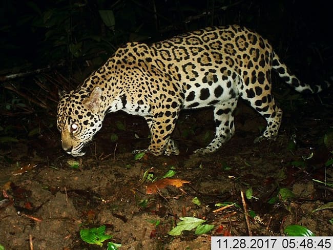 Un estudio de la organización Panthera captó fotografías de jaguares mediante cámaras trampa. De esta forma, logró hacer una estimación del número de jaguares en América.. Foto: Agencia Anadolu