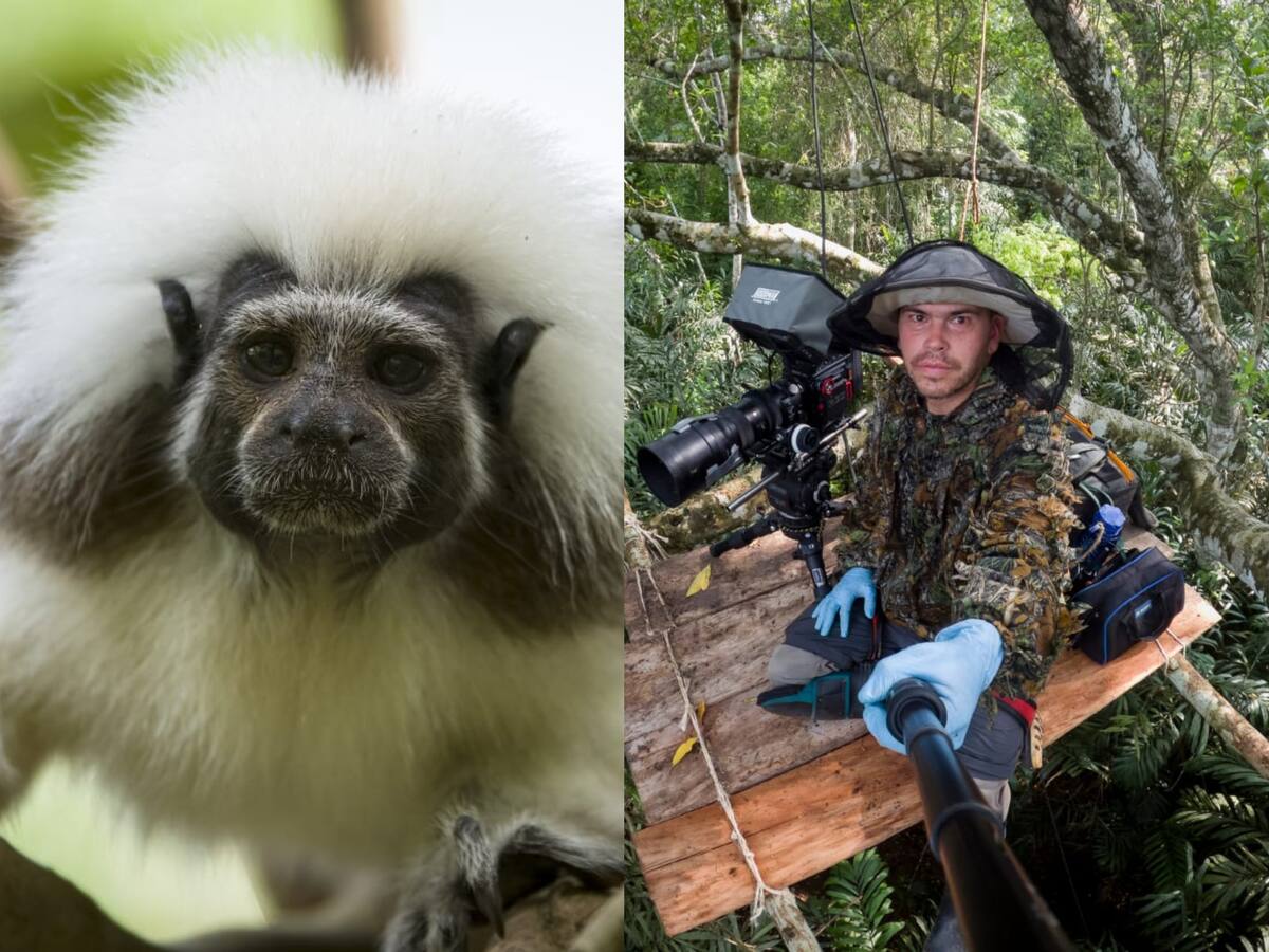 Salvando Primates: proyecto que busca enaltecer la especie y la biodiversidad colombiana