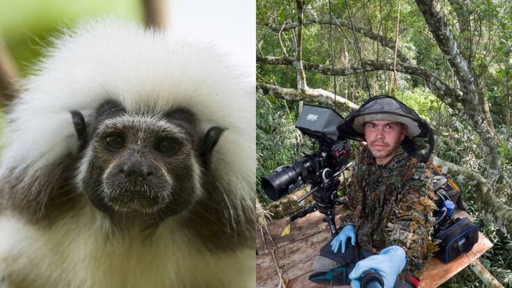 Salvando Primates: proyecto que busca enaltecer la especie y la biodiversidad colombiana
