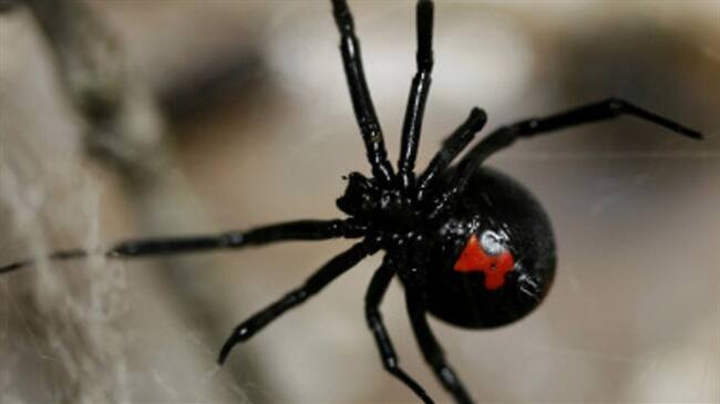 Para apagar el incendió que causo el hombre, tuvieron que ser necesarios 29 bomberos de la ciudad de Fresno.. Foto: Getty Images