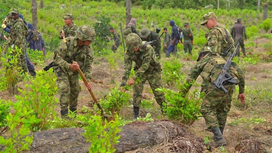 Cultivos de coca . Foto: Colprensa