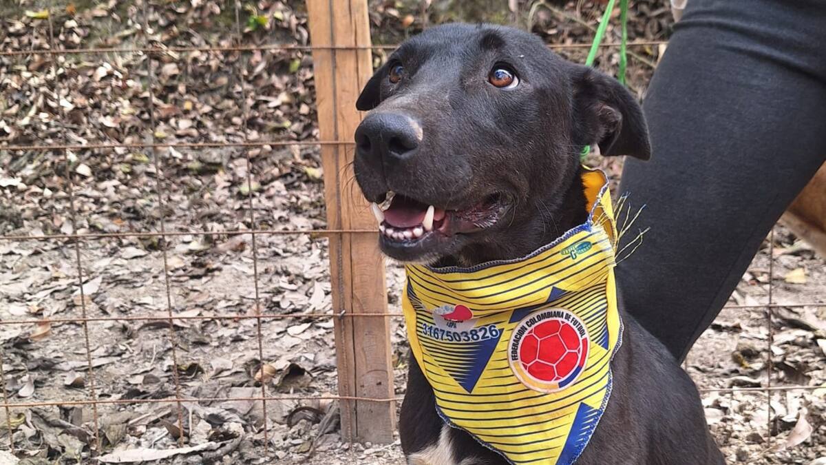 Soluciones W: Gestoagro donará 500 cenas navideñas a animales rescatados en Cundinamarca