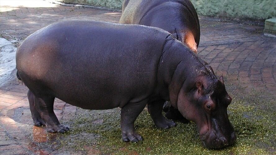 Un estudio científico publicado por la Universidad de Florida recomienda adoptar medidas ante el impacto ecológico de los hipopótamos colombianos. Foto: Colprensa