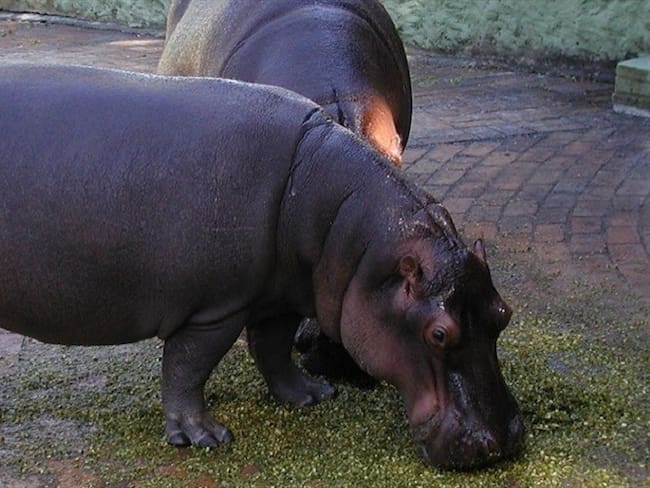 Un estudio científico publicado por la Universidad de Florida recomienda adoptar medidas ante el impacto ecológico de los hipopótamos colombianos. Foto: Colprensa